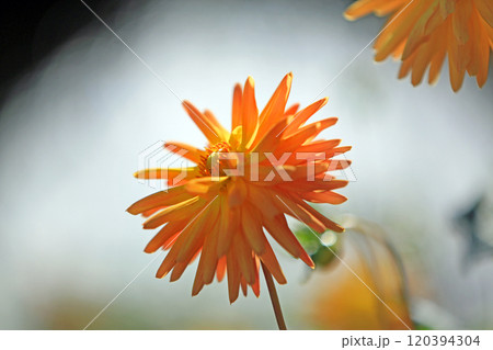 美しいダリアの花々 美しいダリアの花々 120394304