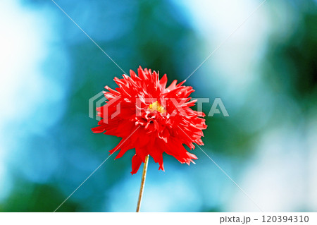 美しいダリアの花々 120394310