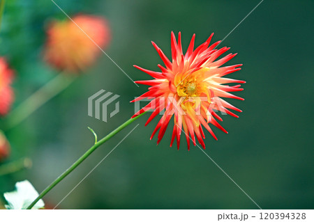 美しいダリアの花々 120394328