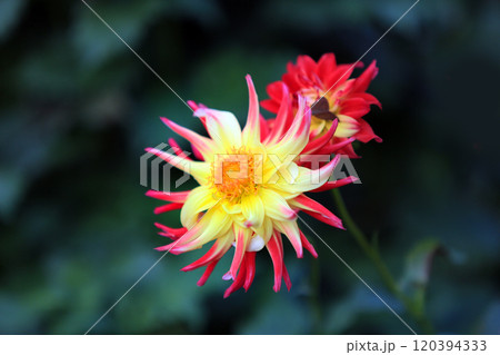 美しいダリアの花々 美しいダリアの花々 120394333