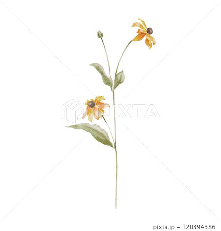 Cute yellow wildflower Rudbeckia on white. Watercolor illustration in kids style for textile, decoration children parties, birthday, Easter. Cute yellow wildflower Rudbeckia on white. Watercolor illustration in kids style for textile, decoration children parties, birthday, Easter. 120394386