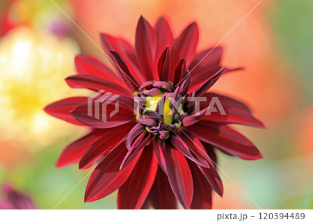 美しいダリアの花々2 美しいダリアの花々2 120394489
