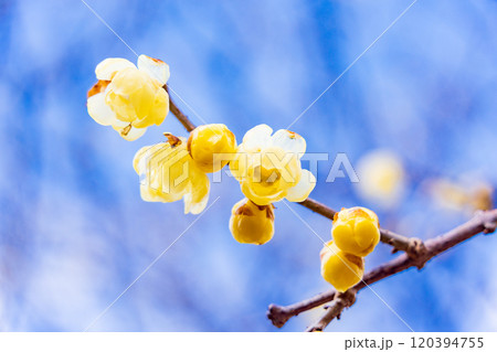 ロウバイの花　マクロ　青空バック 120394755