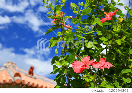 めんそーれ沖縄 青い空と赤いハイビスカスとシーサーと めんそーれ沖縄 青い空と赤いハイビスカスとシーサーと 120394861