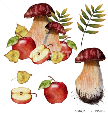 Autumn set. Porcini mushrooms with red apples Autumn set. Porcini mushrooms with red apples 120395087
