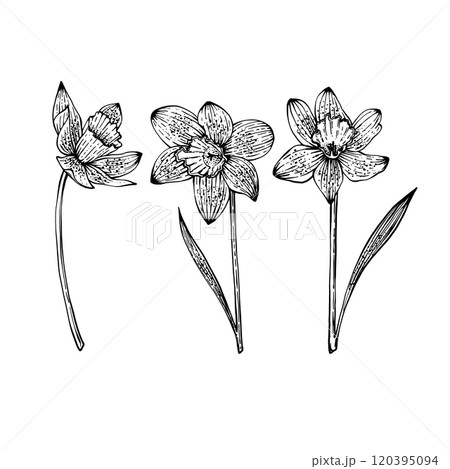 Spring Flower Narcissus Graphics vector 120395094