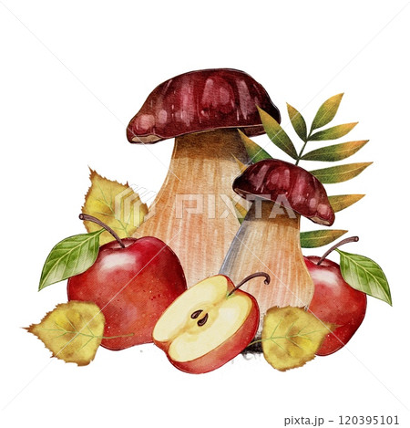 Autumn composition. Porcini mushrooms with red apples Autumn composition. Porcini mushrooms with red apples 120395101