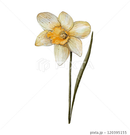 Spring Flower Narcissus 120395155