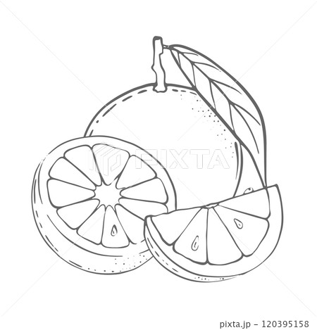 Orange, set. Vector Illustration 120395158