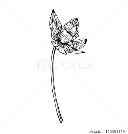 Spring Flower Narcissus Graphics vector 120395159