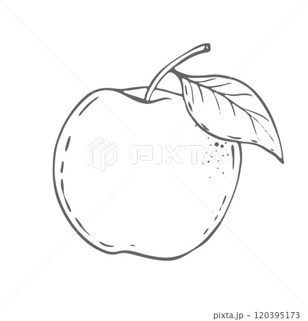 Apple, Vector Illustration 120395173