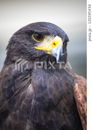 ワシ 鷲 イーグル 120395438