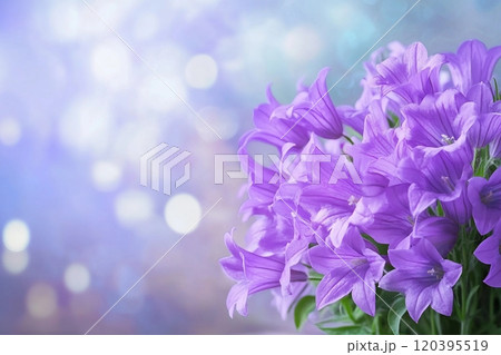 Beautiful spring background with campanula bouquet. 120395519