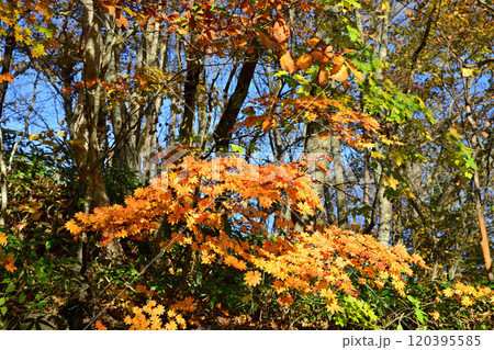 木々の色づき　赤城大沼湖畔　秋色の風景 120395585