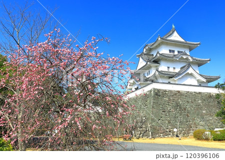 【三重県】満開の梅と伊賀上野城 120396106