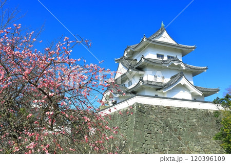 【三重県】満開の梅と伊賀上野城 120396109
