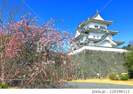 【三重県】満開の梅と伊賀上野城 120396111