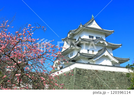 【三重県】満開の梅と伊賀上野城 120396114