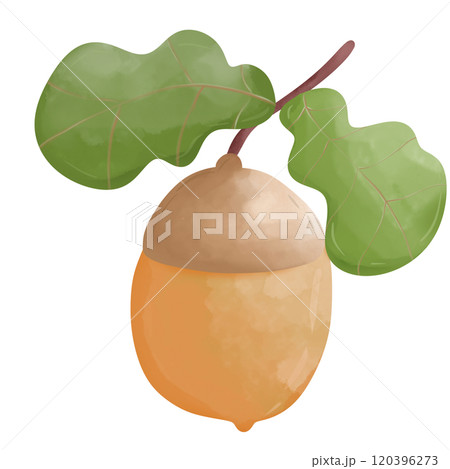 acorn with green leaves  120396273