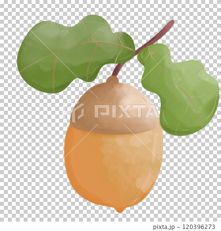 acorn with green leaves  120396273