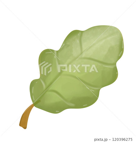 green oak leaf  120396275