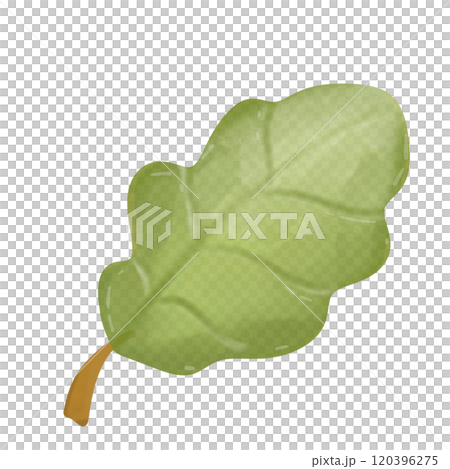 green oak leaf  120396275