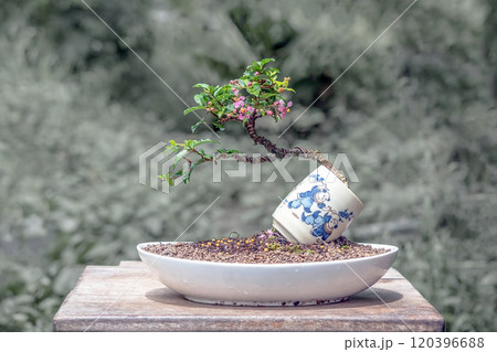 acerola cherry mini bonsai tree with flower 120396688