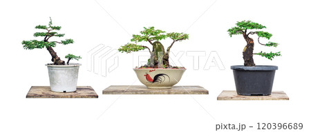 three shapes of  Phyllodium pulchellum in plastic pot used to create bonsai. 120396689