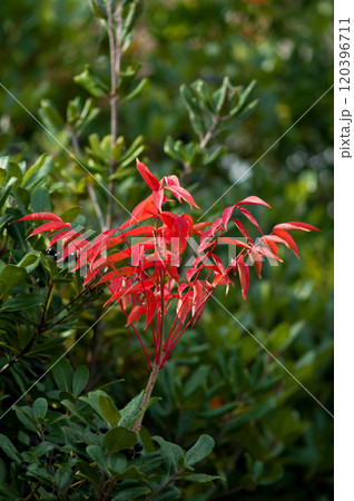 櫨の木(はぜのき)の紅葉 櫨の木(はぜのき)の紅葉 120396711