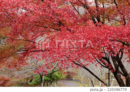 京都府南丹市　大野ダム公園の真っ赤なモミジ 120396779