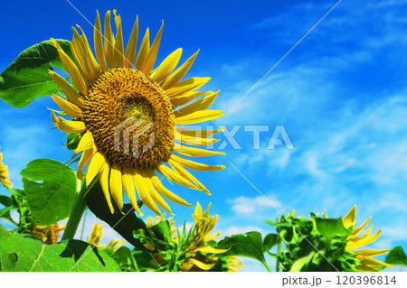 2024年の清瀬ひまわりフェスティバルの美しいひまわりと青空の風景 120396814