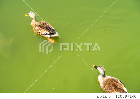 都立舎人公園の大池の集まる水鳥たちの風景 都立舎人公園の大池の集まる水鳥たちの風景 120397140