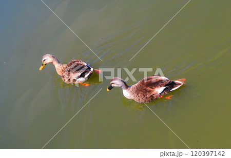 都立舎人公園の大池の集まる水鳥たちの風景 120397142