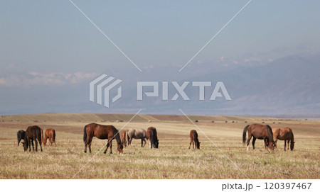 flock of horse live in the meadow in kyrgyzstan in Issyk-Kul Region flock of horse live in the meadow in kyrgyzstan in Issyk-Kul Region 120397467