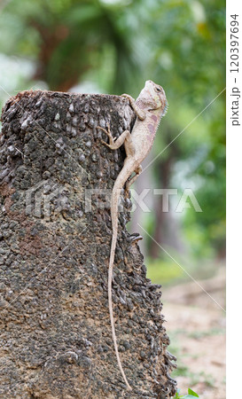 Lizard Climbing Tree - Useful for wildlife education, natural habitat documentation, or ecology-themed designs Lizard Climbing Tree - Useful for wildlife education, natural habitat documentation, or ecology-themed designs 120397694