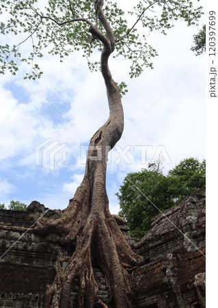 アンコールワット遺跡内、トゥームレイダーの撮影に使われた場所 120397699