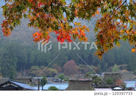 京都府南丹市　美山　色づきはじめのモミジの葉 120397735
