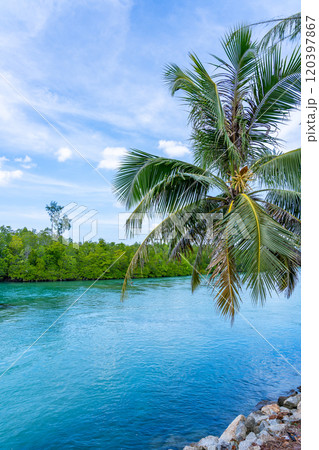 Summer sea with Palm trees,Blue sky white clouds background Summer sea with Palm trees,Blue sky white clouds background 120397867
