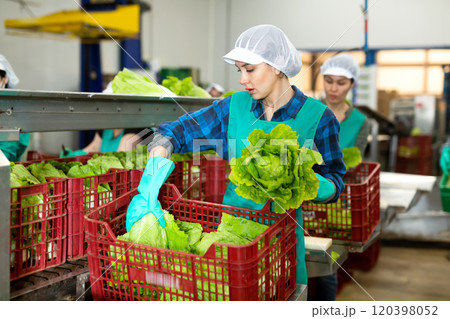 Female worker of vegetable sorting factory arranging lettuce in boxes 120398052
