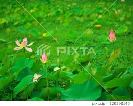 津市白山町二俣 山里の蓮の棚田 ピンクの蓮の花々と蜂 津市白山町二俣 山里の蓮の棚田 ピンクの蓮の花々と蜂 120398140