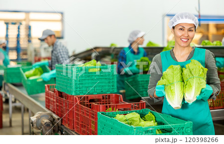 Smiling female employee of sorting factory packing lettuce into boxes Smiling female employee of sorting factory packing lettuce into boxes 120398266
