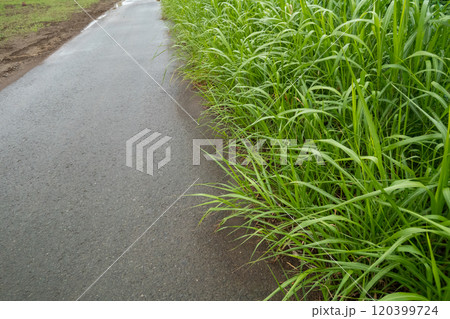 道路脇の雑草 道路脇の雑草 120399724