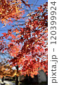 紅葉のもみじ 120399924