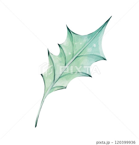 Watercolor holly green leaf clip art, isolated. New year hand drawn design element, christmas botanic 120399936