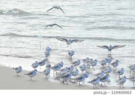 ミユビシギ ミユビシギ 120400063