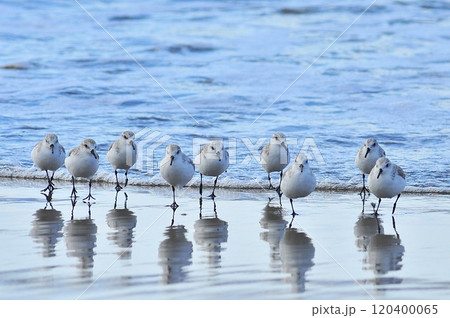 ミユビシギ ミユビシギ 120400065