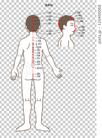 鍼灸の経穴、督脈、ツボのイラスト 120400068