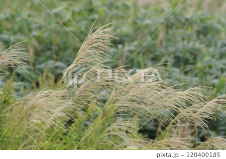秋の野に咲くススキ 秋の野に咲くススキ 120400185