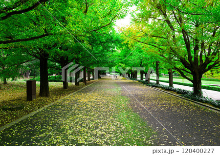 新緑に包まれた道 新緑に包まれた道 120400227