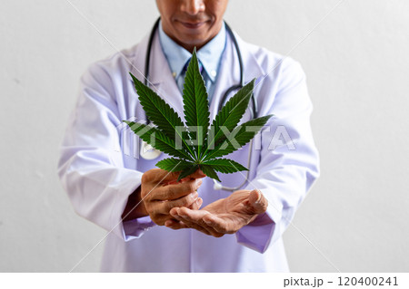 A smiling doctor gently holds a fresh cannabis leaf, showcasing the role of herbal remedies in promoting holistic health and the potential of cannabis in modern medicine. A smiling doctor gently holds a fresh cannabis leaf, showcasing the role of herbal remedies in promoting holistic health and the potential of cannabis in modern medicine. 120400241